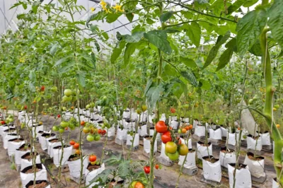 Happy Farmstay Sapa – 写真 6